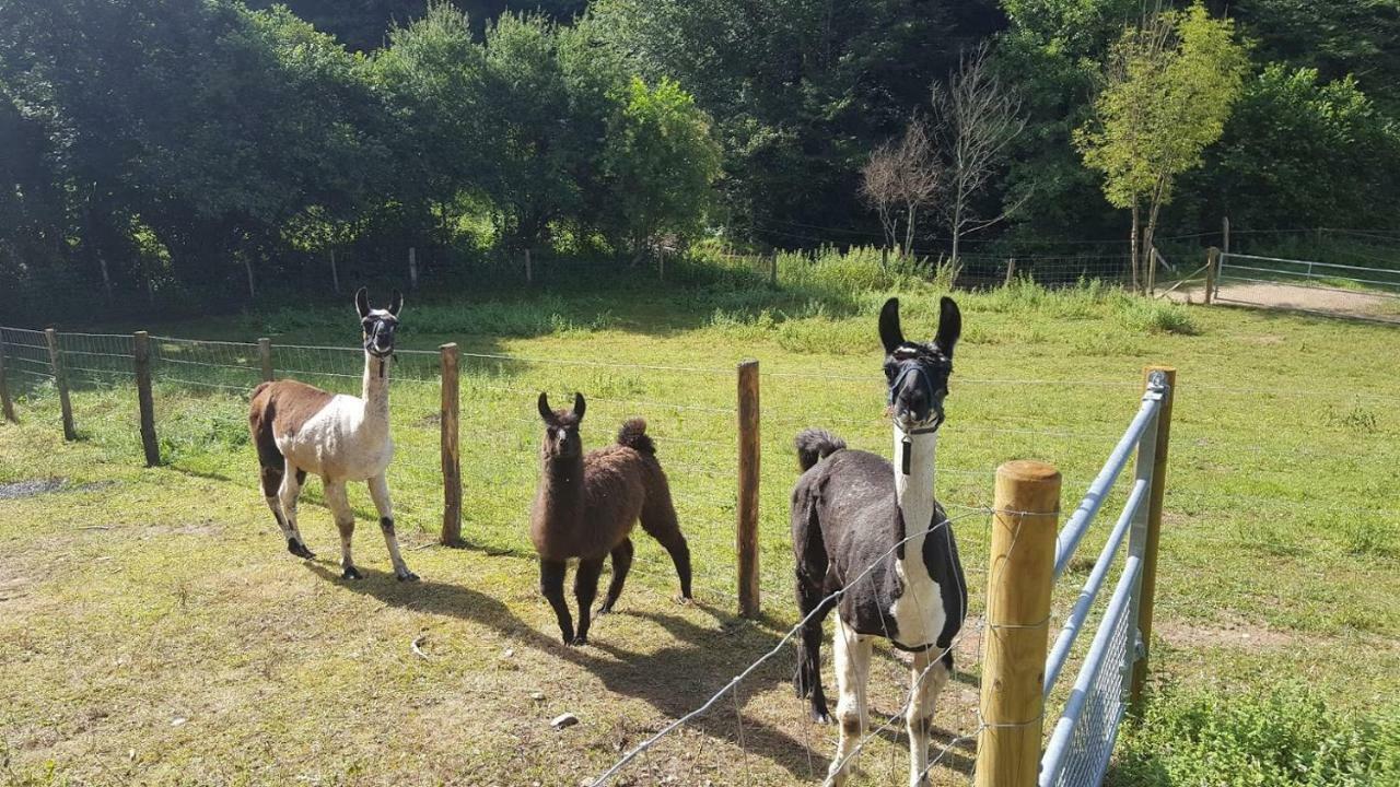 La Ferme Des Andes - Gite L'Atelier Quins ภายนอก รูปภาพ