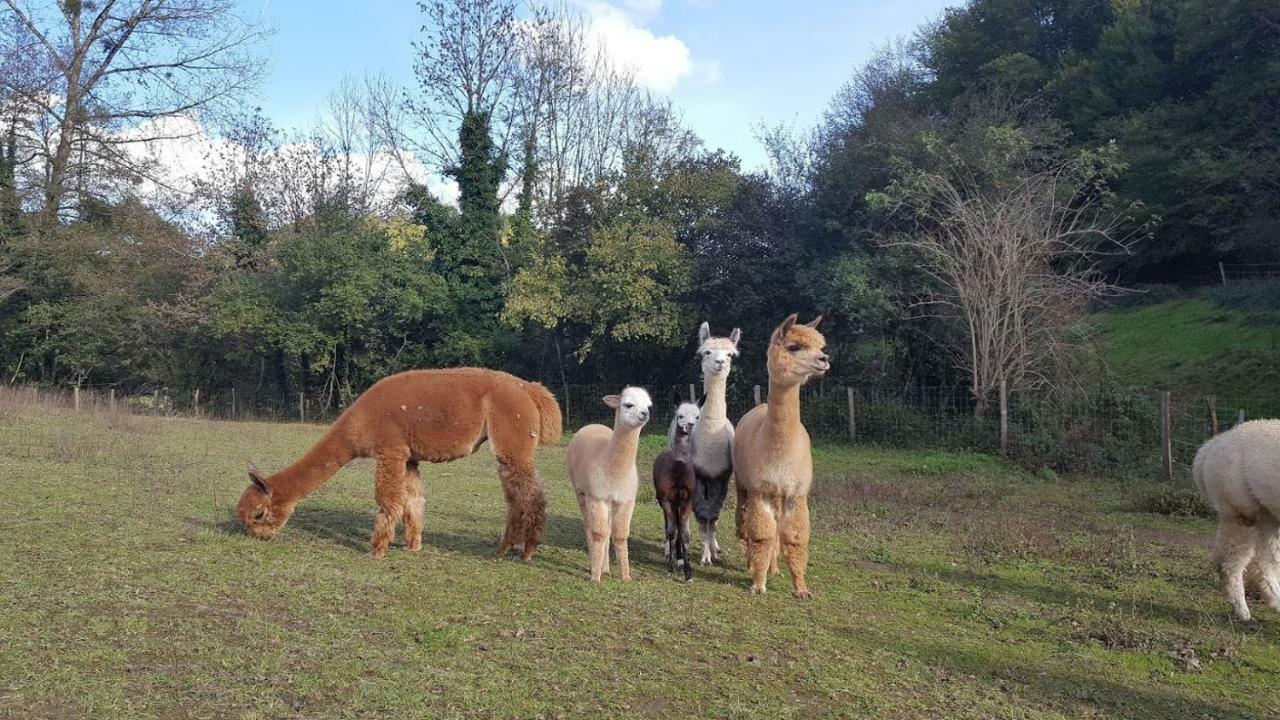 La Ferme Des Andes - Gite L'Atelier Quins ภายนอก รูปภาพ