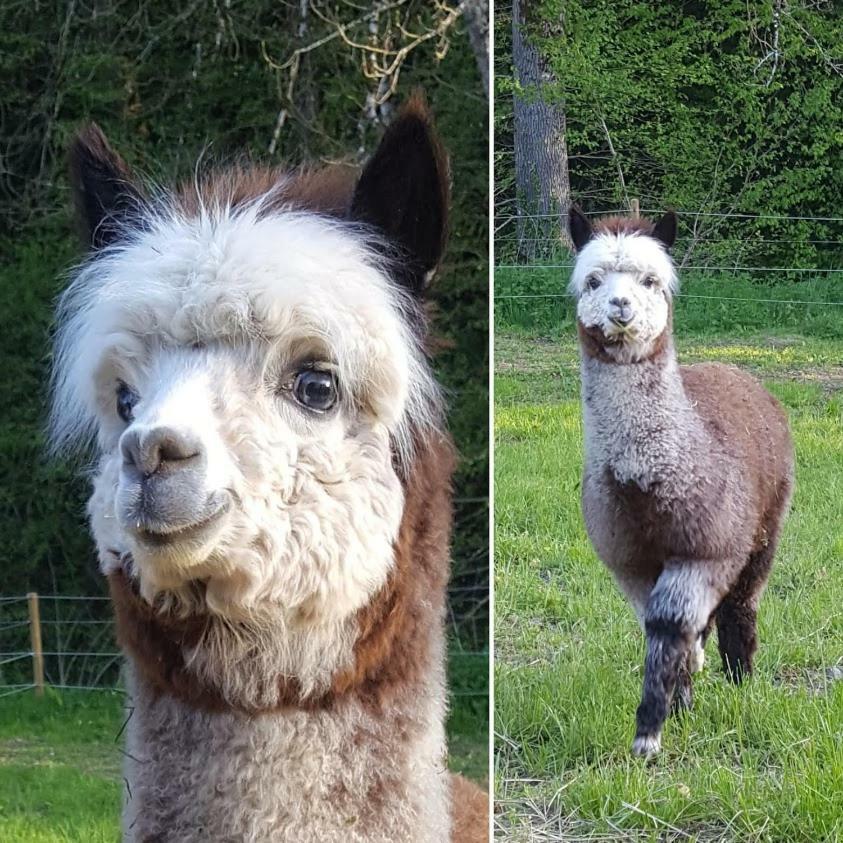 La Ferme Des Andes - Gite L'Atelier Quins ภายนอก รูปภาพ